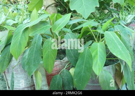 filodendron frilly foglia di philly in fattoria per la vendita sono colture da contante Foto Stock