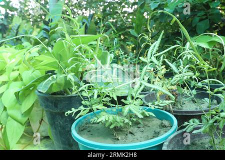 Pteris Tree on pot in fattoria per la vendita sono colture da contante Foto Stock