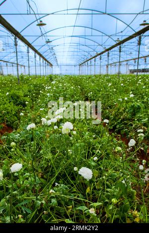 Coltivare fiori di zucca in una grande serra in Israele la produzione di fiori è una grande esportazione agricola israeliana Foto Stock