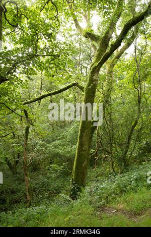 Four Waterfalls Gwaun Hapste Brecon Beacons, Galles Foto Stock