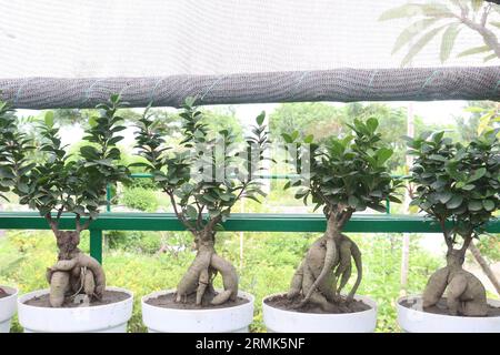 Ficus microcarpa albero su pentola in fattoria, può radice, corteccia, e lattice di foglia sono usati per trattare ferite, mal di testa, malattie del fegato, mal di denti, e ulcere. AE Foto Stock