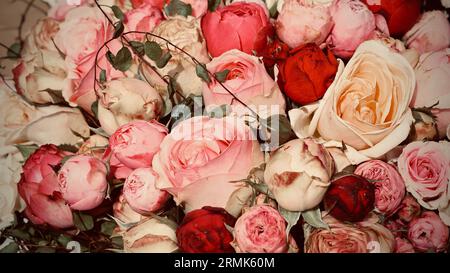 Bellissime rose rosa e rosse. Bouquet di rose. Foto Stock