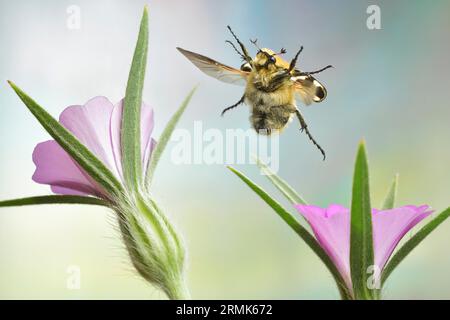 Scarabeo a fascia (Trichius gallicus) in volo sui fiori di un acero di mais comune (Agrostemma githago), foto macro Foto Stock