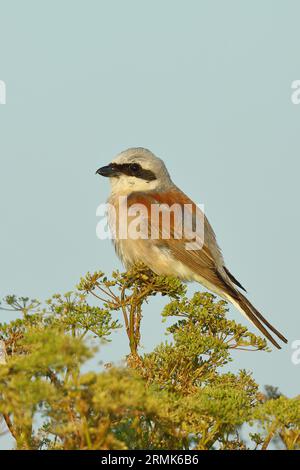 Shrike (Lanius collurio), maschio sul persico, Seewinkel, Lago Neusiedl, Burgenland, Austria Foto Stock