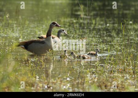 Oca egiziana (Alopochen aegyptiaca) coppia con giovani in acqua, Allgaeu, Baviera, Germania Foto Stock