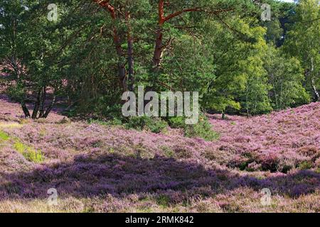 Riserva naturale Fischbeker Heide, fioritura delle brughiere, erica comune fiorita (Calluna vulgaris) e pino scozzese (Pinus sylvestris) e betulle Foto Stock