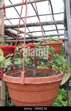 La pianta Portulacaria afra in pozzo appeso in fattoria per la vendita sono colture da contante Foto Stock