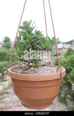 La corona di alberi di spine in fattoria per la raccolta sono colture da contante Foto Stock