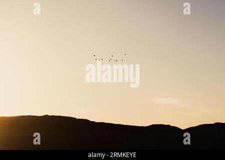 Volo di eleganza: La grazia aviaria all'alba del Nilo Foto Stock