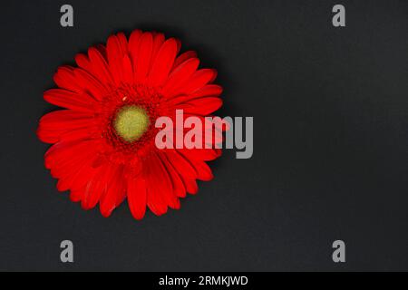 Tavolo scuro fiore gerbera rosso Foto Stock