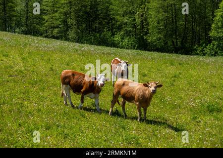 Le vacche brune pascolano sui verdi pascoli di montagna. Agricoltura biologica di mucche che che danno latte più sano. Foto Stock