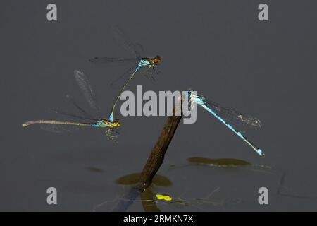 Piccola damselva dagli occhi rossi (Erythromma viridulum), maschio e femmina che si avvicinano a deadwood, Assia, Germania Foto Stock