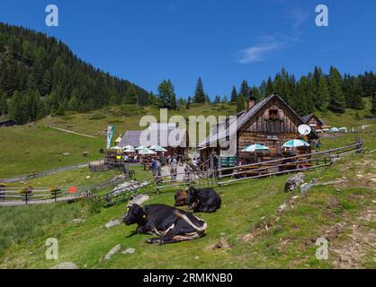 Mandria di bovini di fronte al Fahrlechhuette al Duisitzkarsee, Obertal, Schladminger Tauern, Schladming, Stiria, Austria Foto Stock