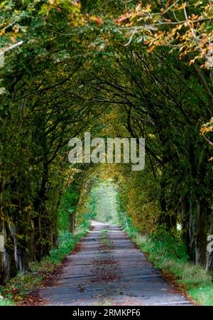 Vicolo in autunno Foto Stock