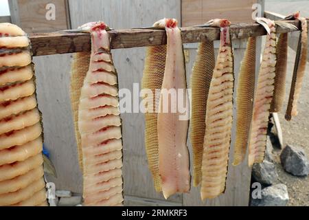 Metodo tradizionale di conservazione del pesce, affumicatura, aborigeni, prima nazione, Oceano Artico, Tuktojaktuk, Oceano Artico, territori del Nord-Ovest, Canada Foto Stock