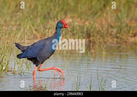 Porphyrio porphyrio, comune di foca grigia, foraggio in zone umide, Parc Natural de S'Albufera de Majorca, Spagna Foto Stock