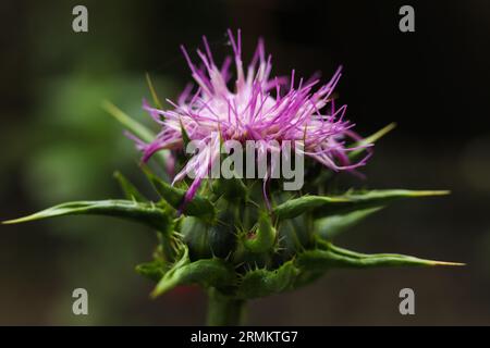 Silybum marianum, cardo mariano da vicino Foto Stock