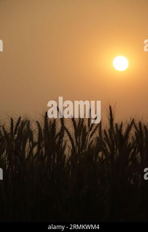 Campo di grano. Spighe di grano dorato vicino. Bellissimo paesaggio rurale sotto la luce del sole splendente e cielo blu. Sfondo di maturazione spighe di grano prato f Foto Stock