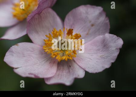 primo piano di un fiore di vento giapponese rosa chiaro nel giardino estivo Foto Stock