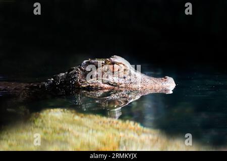 Fronte caimano liscio in acqua. Primo piano dell'alligatore. Paleosuchus palpebrosus. Il caimano nano di Cuvier. Foto Stock