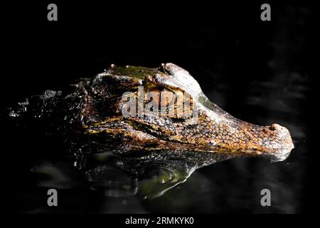 Fronte caimano liscio in acqua. Primo piano dell'alligatore. Paleosuchus palpebrosus. Il caimano nano di Cuvier. Foto Stock