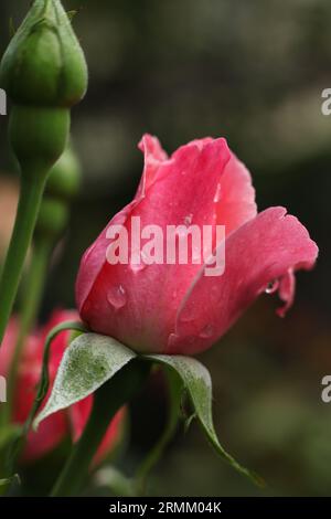 un primo piano di rose rosa chiare coperte da gocce di pioggia Foto Stock