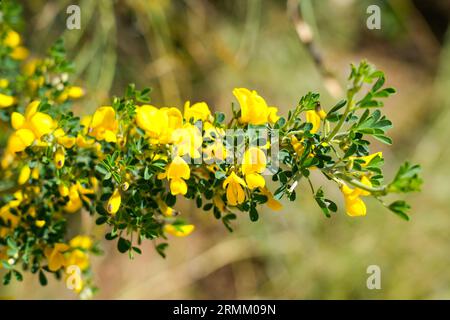 Primo piano del ramo di gorse in fiore. Pianta con fiori gialli. Genista. Foto Stock
