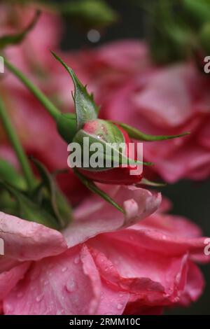 un primo piano di rose rosa chiare coperte da gocce di pioggia Foto Stock