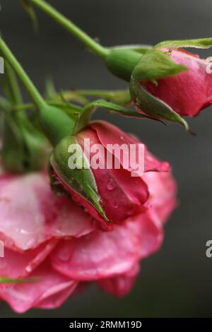 un primo piano di rose rosa chiare coperte da gocce di pioggia Foto Stock