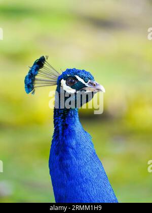 Ritratto di un pavone con piumaggio blu brillante su sfondo verde. Primo piano dell'uccello. Foto Stock