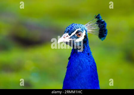 Ritratto di un pavone con piumaggio blu brillante su sfondo verde. Primo piano dell'uccello. Foto Stock