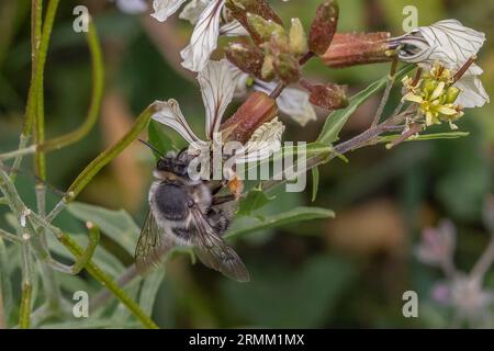 Anthophora dispar, Common Digger Bees Foto Stock