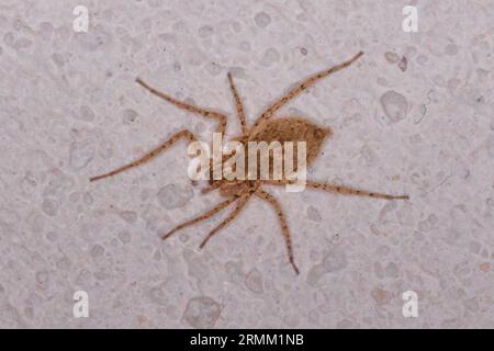 Anyphaena numida, Ghost Spider Foto Stock