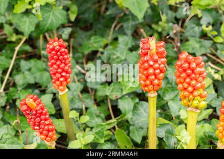 Zurigo, Svizzera, 9 agosto 2023 Arum Italicum pianta presso l'orto botanico Foto Stock