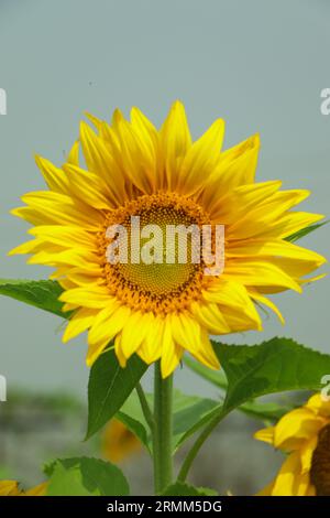 Primo piano girasole giallo in piena fioritura in estate soleggiata, girasole giallo e campi sfocati sullo sfondo. Concentratevi sul petalo. Foto Stock