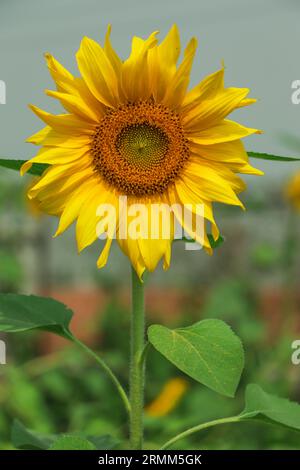 Primo piano girasole giallo in piena fioritura in estate soleggiata, girasole giallo e campi sfocati sullo sfondo. Concentratevi sul petalo. Foto Stock