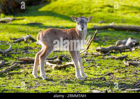 Ritratto di un piccolo vitello di cervo. Un cucciolo carino da vicino. Foto Stock