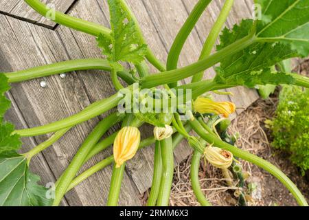 Zurigo, Svizzera, 9 agosto 2023 Cucurbita pepo o pianta di zucca presso l'orto botanico Foto Stock