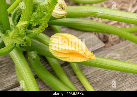 Zurigo, Svizzera, 9 agosto 2023 Cucurbita pepo o pianta di zucca presso l'orto botanico Foto Stock