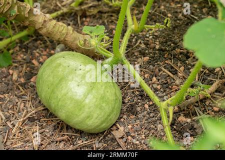 Zurigo, Svizzera, 9 agosto 2023 Cucurbita Maxima pianta nell'orto botanico Foto Stock