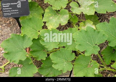 Zurigo, Svizzera, 9 agosto 2023 Cucurbita Maxima pianta nell'orto botanico Foto Stock