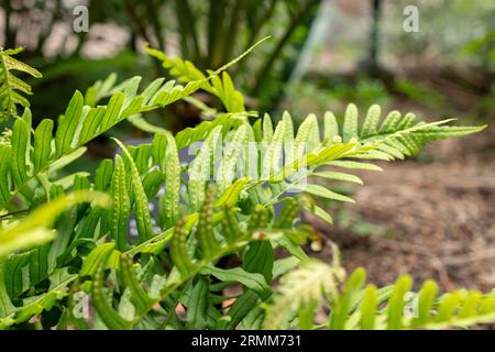 Zurigo, Svizzera, 9 agosto 2023 Polypodium Vulgare o polipodia comune presso l'orto botanico Foto Stock