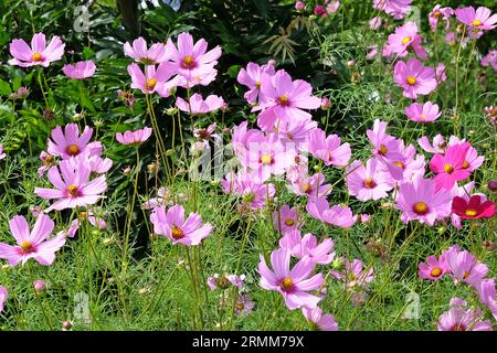 Pink Cosmos bipinnatus, comunemente chiamato cosmo del giardino o aster messicano, in fiore. Foto Stock