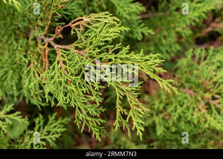 Zurigo, Svizzera, 9 agosto 2023 microbiota Decussata o pianta siberiana di cipresso presso il giardino botanico Foto Stock