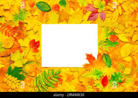 Carta bianca su motivi di foglie colorate sfondo foglie autunnali layout per ringraziamento carta bianca autunnale. Modello A4 con foglie autunnali. A4 Foto Stock