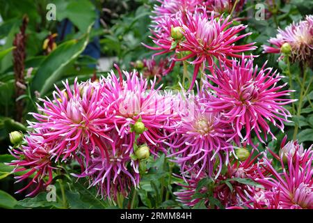 Impressionante cactus rosa dahlia 'Hollyhill Spiderwoman' in fiore. Foto Stock