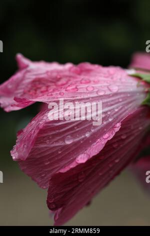 testa rosa di ibisco ricoperta da gocce di pioggia Foto Stock