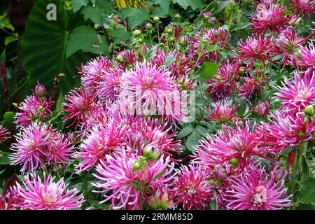 Impressionante cactus rosa dahlia 'Hollyhill Spiderwoman' in fiore. Foto Stock