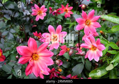 Singolo rosa brillante dahlia 'Twyning's Revel' in fiore. Foto Stock