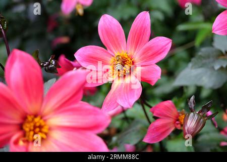 Singolo rosa brillante dahlia 'Twyning's Revel' in fiore. Foto Stock